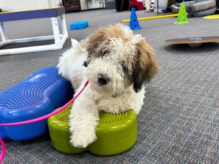 Suncoast Dog Daycare in Bradenton/Sarasota and Ft. Myers - A dog chasing a yellow ball